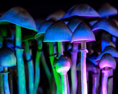 Magic mushrooms in la